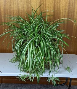 Large Potted Spider Plant
