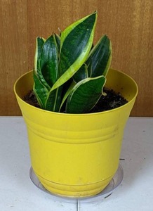 Potted Dracaena Trifasciata (Snake Plant)