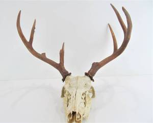 Genuine Deer Skull wAntlers