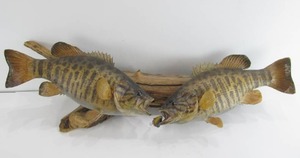Fantastic Genuine Smallmouth Bass Taxidermy Mount