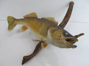Large Genuine Walleye on Natural Driftwood Taxidermy Display