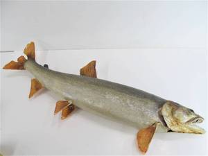 Genuine Lake Trout Taxidermy Display