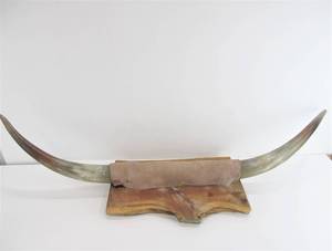 Large Western Bull Horn Wall Display