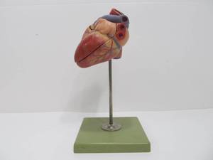 Homso Medical Multi-Piece Lifesize Heart Display Model