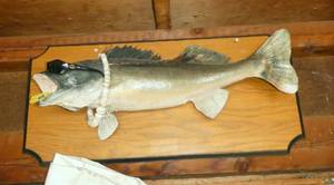 lot 242 image: Mounted fish