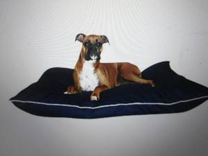 majestic pet super value pet bed la...