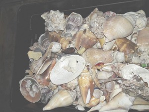 Large Box of Assorted Sea Shells LOOK