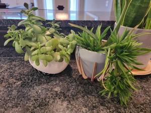 lot 18 image: Lively Houseplant Collection