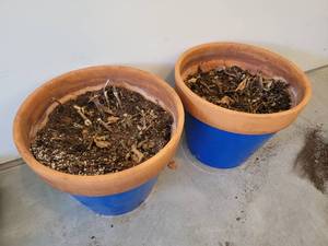 lot 141 image: Larger Clay Planters with Blue Accents
