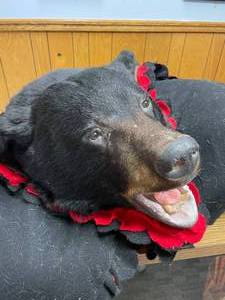 lot 1 image: Black Bear Taxidermy Rug Wall Hanging with Head