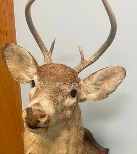lot 2 image: WhiteTail Deer Buck Taxidermy Shoulder Mount