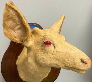 lot 6 image: RARE Albino Whitetail Deer Buck Vintage Taxidermy Shoulder Mount with 2 Hooves