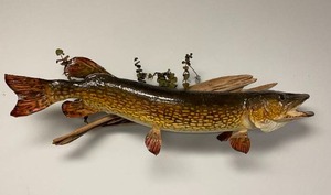 lot 53 image: Northern PIke Wall Mount 36