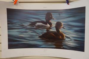 Karen Latham print Ringbills