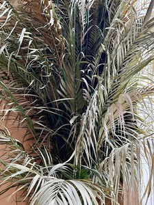 lot 9 image: Very Tall Decorative Freeze Dried Plant Arrangement