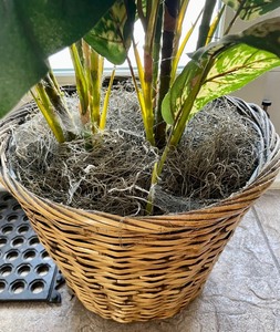 lot 381 image: Fun Faux Plant