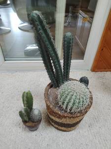 Two Faux Cacti Dcor
