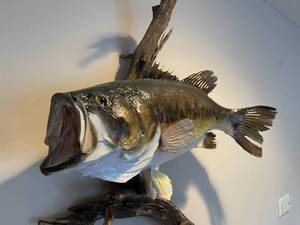 lot 25 image: Largemouth Bass Taxidermy Piece on Driftwood