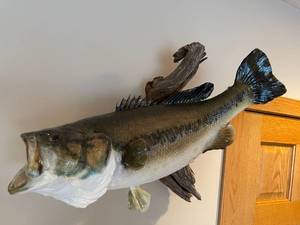 lot 27 image: Largemouth Bass Taxidermy Piece on Driftwood