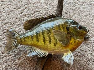 lot 29 image: Awesome Sunfish Mount on Driftwood