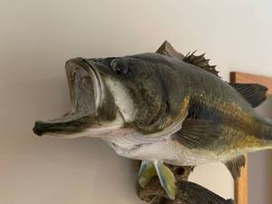 lot 31 image: Largemouth Bass Taxidermy Mount on Driftwood