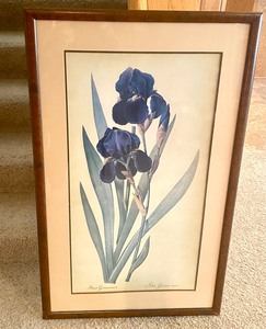 lot 166 image: Iris Germanique Framed Print