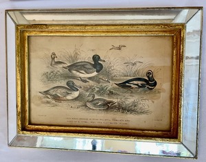 Three Framed Brilliant Bird Art Pieces in Mirrored Frames