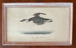 (5) Vintage Framed Bird Prints