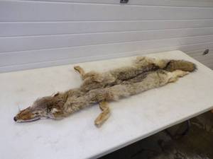 lot 4 image: Tanned Coyote hide