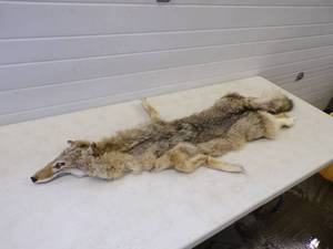 lot 5 image: Tanned Coyote hide