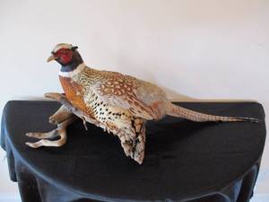 Stuffed Pheasant Home Decor. Table Top.