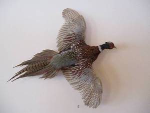 Stuffed Pheasant wall hanging