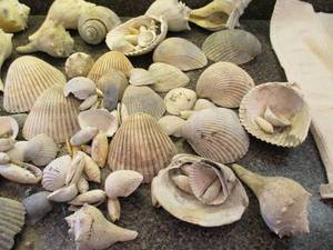 Lot of Sea Shells