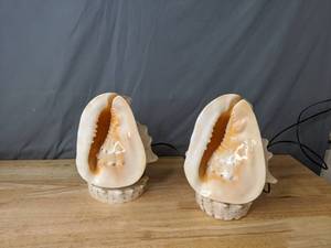 lot 305 image: Pair of Beautiful Lighted Seashells - Z