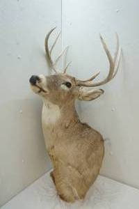 lot 195 image: buck head mount