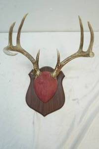 lot 196 image: antler mount