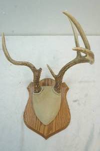 lot 197 image: antler mount