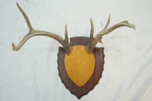 lot 198 image: antler mount