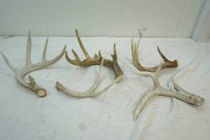 lot 225 image: deer antlers