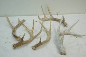 lot 226 image: deer antlers