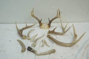 lot 227 image: deer antlers