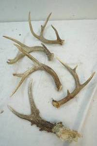 lot 228 image: deer antlers