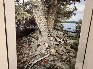 lot 39 image: Tree by Water Print