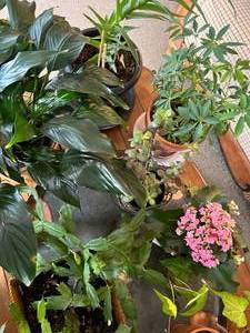 lot 123 image: Lot of 10 Live Plants