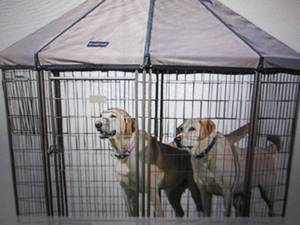 lot 179 image: advantek 5 foot x 5 foot pet gazebo...