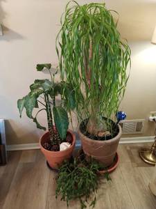 Three Plants