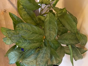 Three Plants