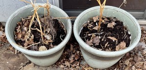 lot 144 image: 2 Pretty Planters