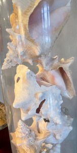 lot 241 image: Glass Vase with Shells
