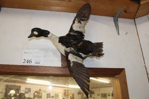 lot 246 image: Common Golden Eye Mount